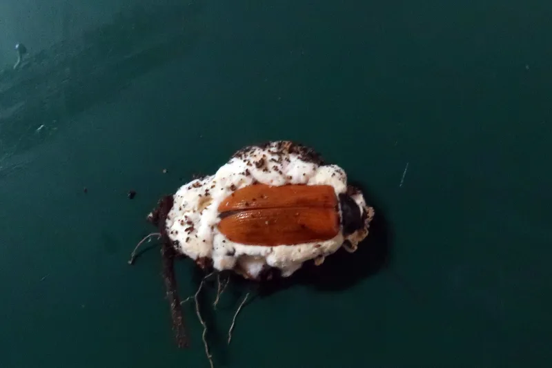 Beauveria bassiana 1 - IMG_5227